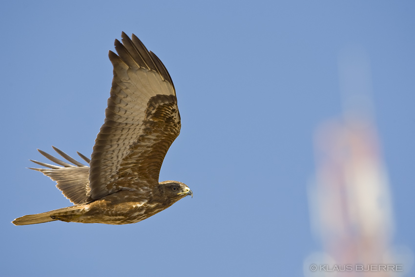 Steppe Buzzard_KBJ4995.jpg - Steppe Buzzard - Mt. Yoash, Eilat Mountains